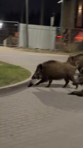 Le robot humanode Edward Warchocki dans les rues de Varsovie