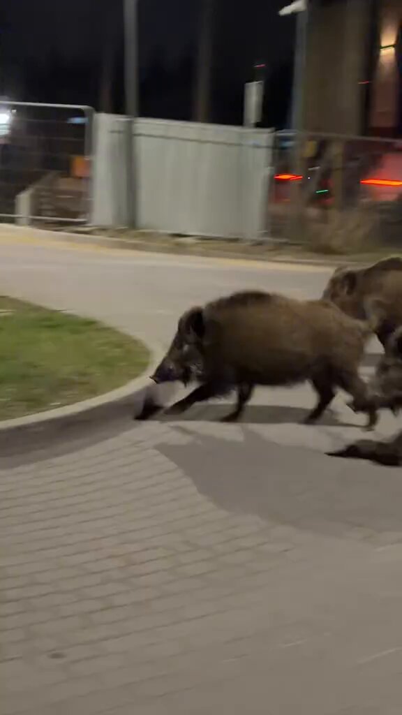 Le robot humanode Edward Warchocki dans les rues de Varsovie