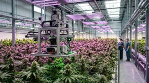 Le robot Spyder de Neatleaf scanne les plantes jour et nuit et fait grimper les rendements agricoles de 20 %