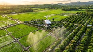 Drone agricole DJI Agras pulverisant des cultures vertes