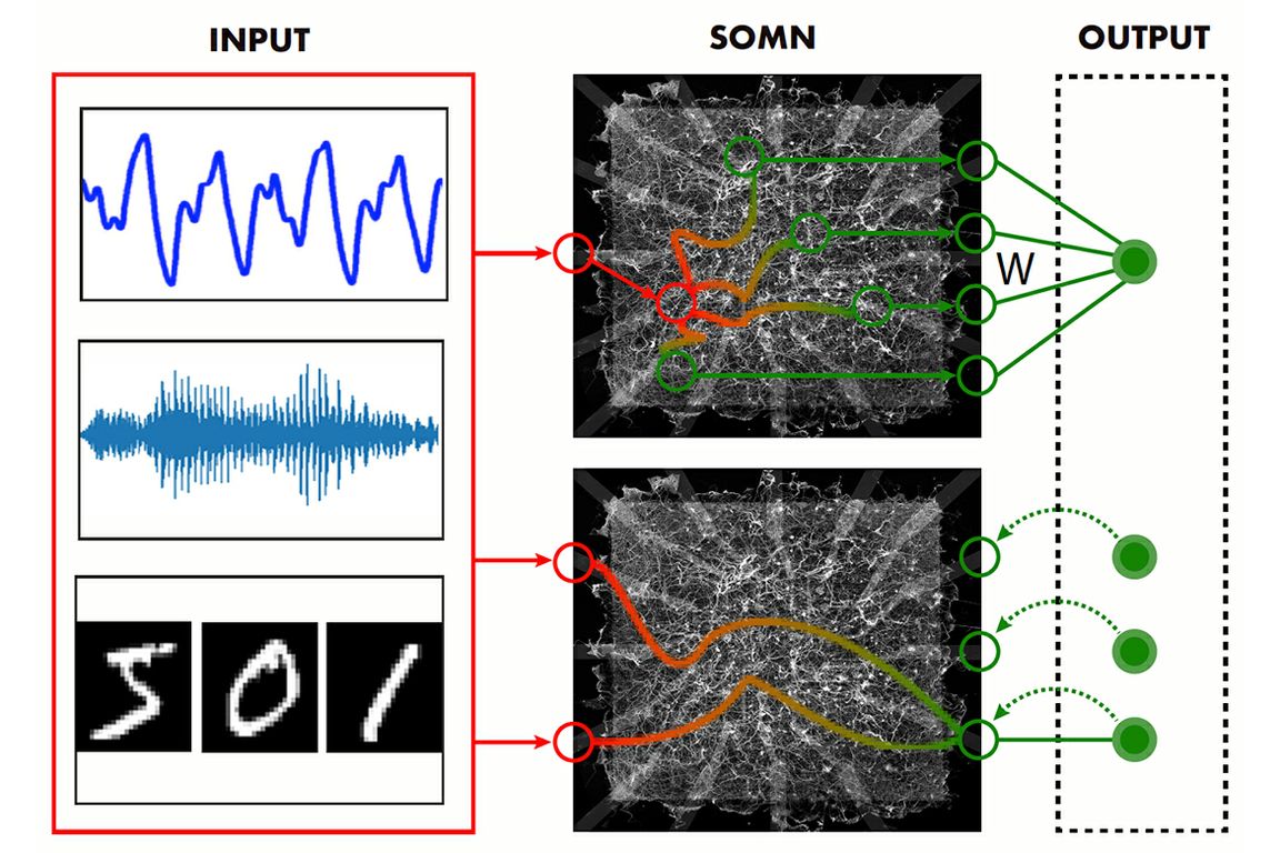 Schéma d’un réseau neuromorphique auto-organisé reliant des signaux d’entrée à des sorties