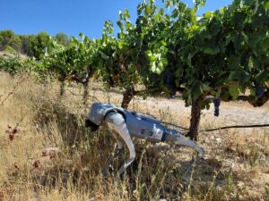 Agrhound, le robot-chien qui inspecte les cultures en Estrémadure