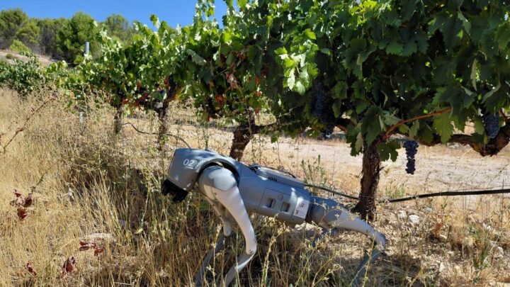 Le robot quadrupède Agrhound présenté dans les installations de CTAEX en Estrémadure