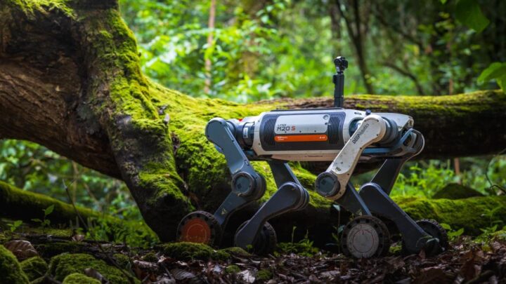 Robot quadrupède à roues Lynx M20S avançant sur des troncs dans la forêt d’Ailao