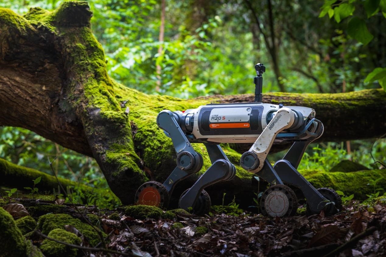 Robot quadrupède à roues Lynx M20S avançant sur des troncs dans la forêt d’Ailao