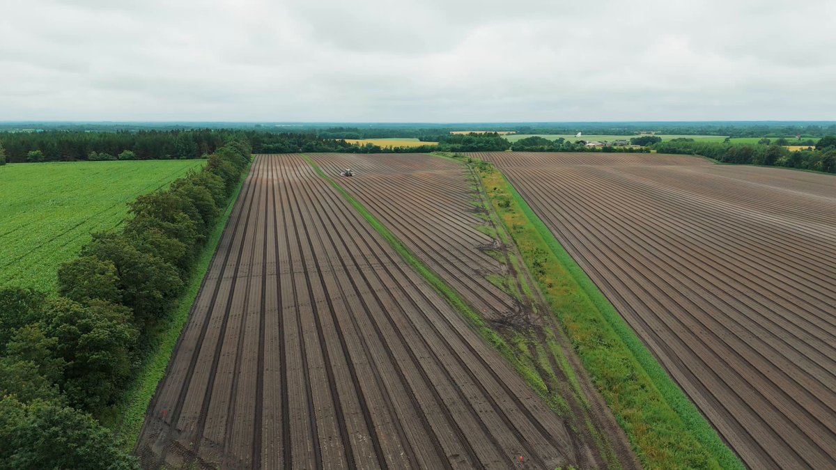 LaserWeeder G2 de Carbon Robotics en action dans un champ de DanRoots au Danemark